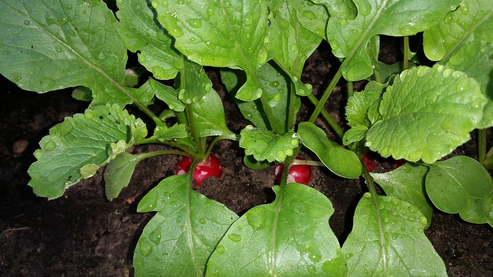 Get Started with Edible Gardening: Tips for Beginners
