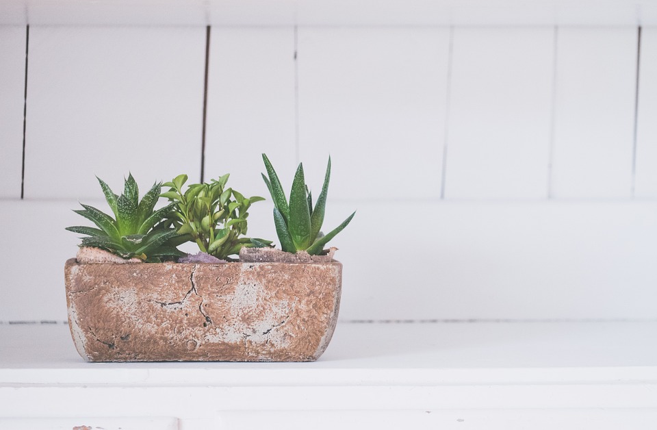 The Secret to Thriving Plants Indoors: Tips and Tricks for an Indoor Garden