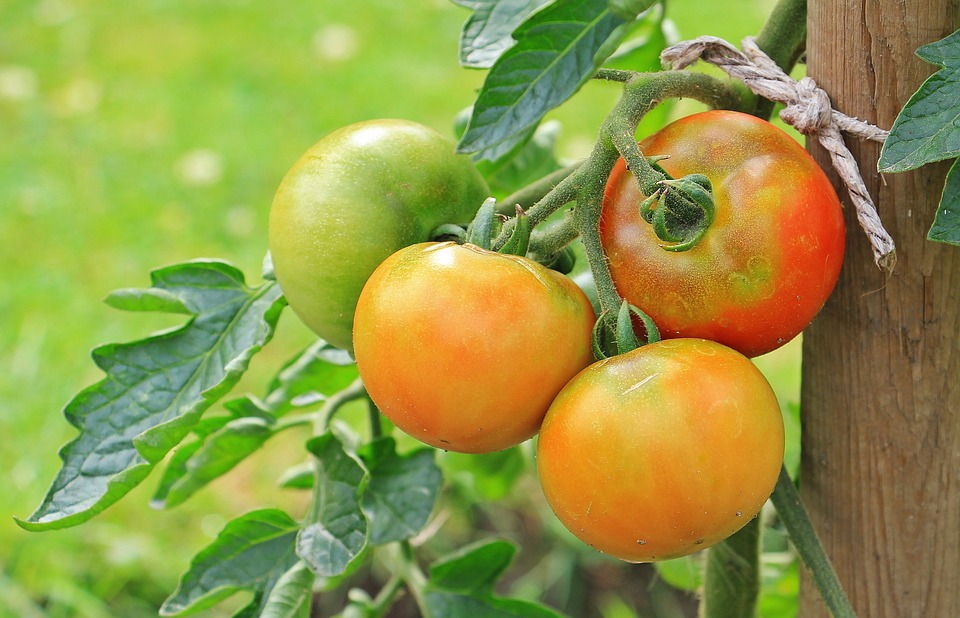The Juicy Revolution: Tips for Growing Perfectly Ripe Fruits at Home