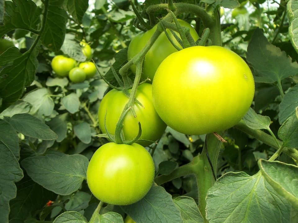 How Home Hydroponics Can Help You Grow Fresh Vegetables Year-Round
