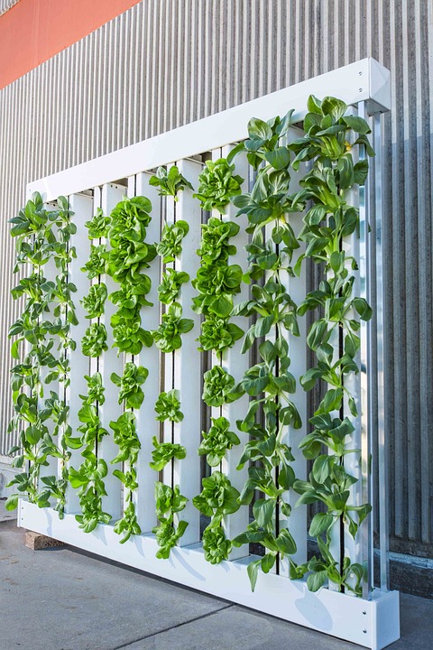 Mastering the Basics: A Beginner's Guide to Hydroponic Systems