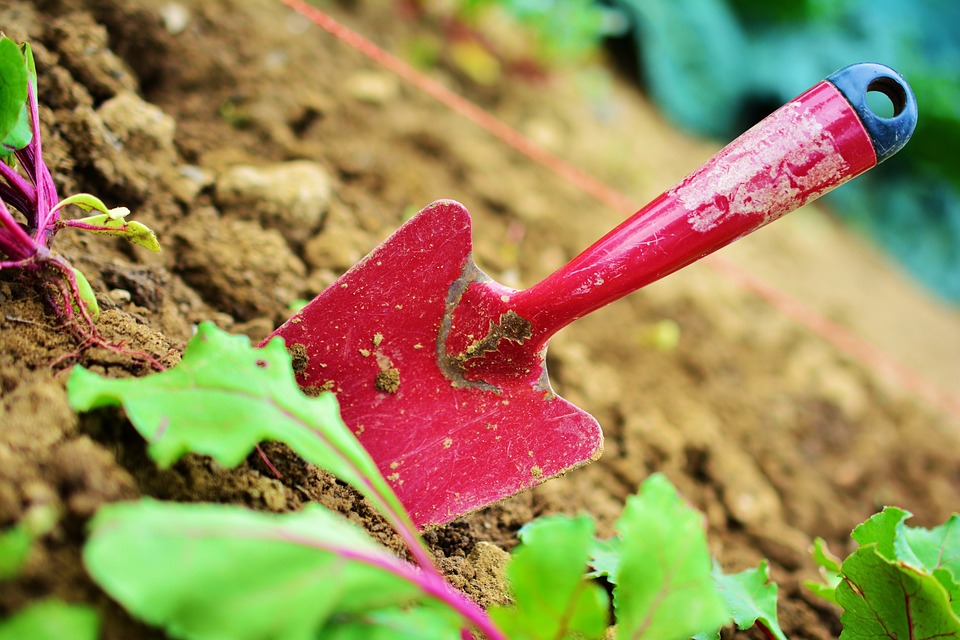 From Dirt to Delight: Strategies to Enhance Soil Fertility