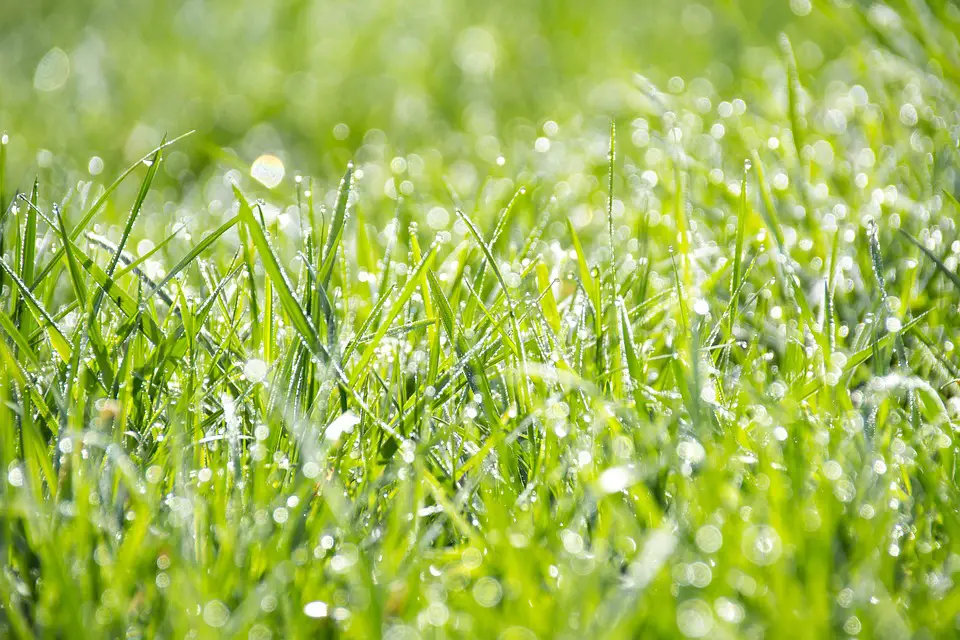 Transform Your Lawn into a Backyard Oasis: Lawn Care DIY Projects