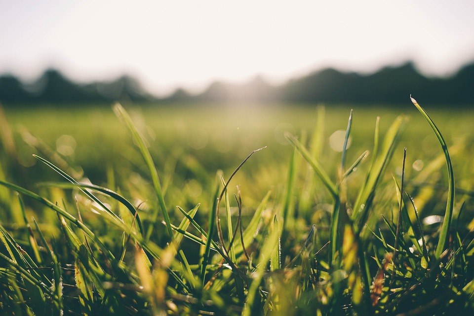 The Science Behind a Vibrant Lawn: Understanding Soil, Fertilizers, and More