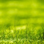 Revealed: Secrets of Professional Lawn Care Experts