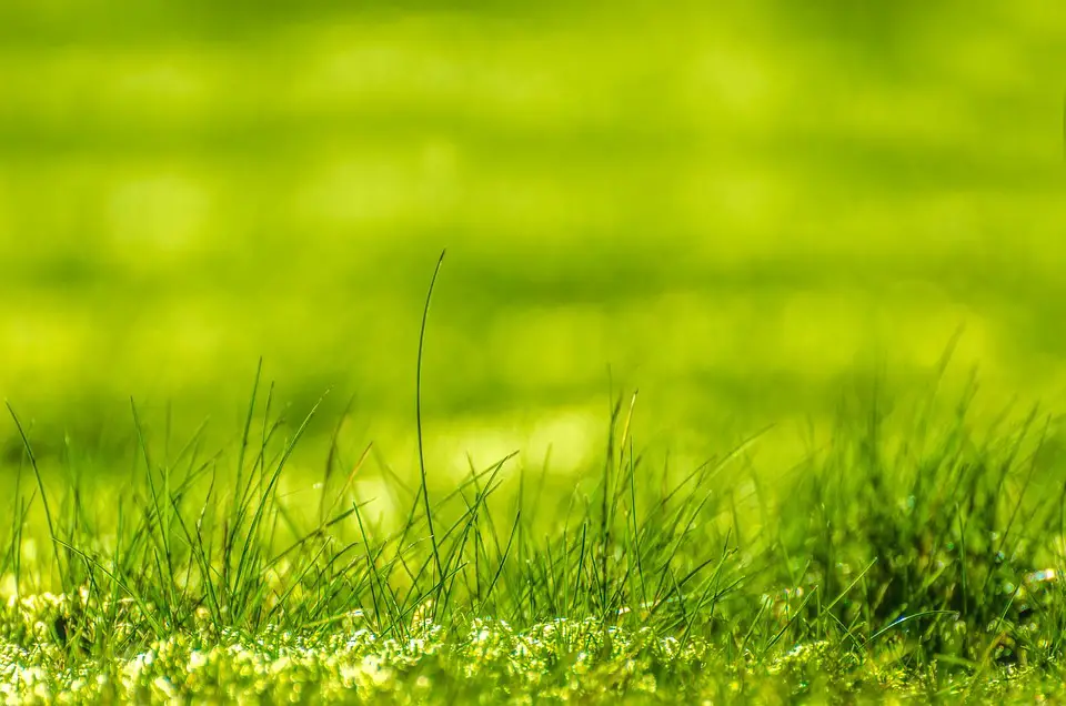 Revealed: Secrets of Professional Lawn Care Experts