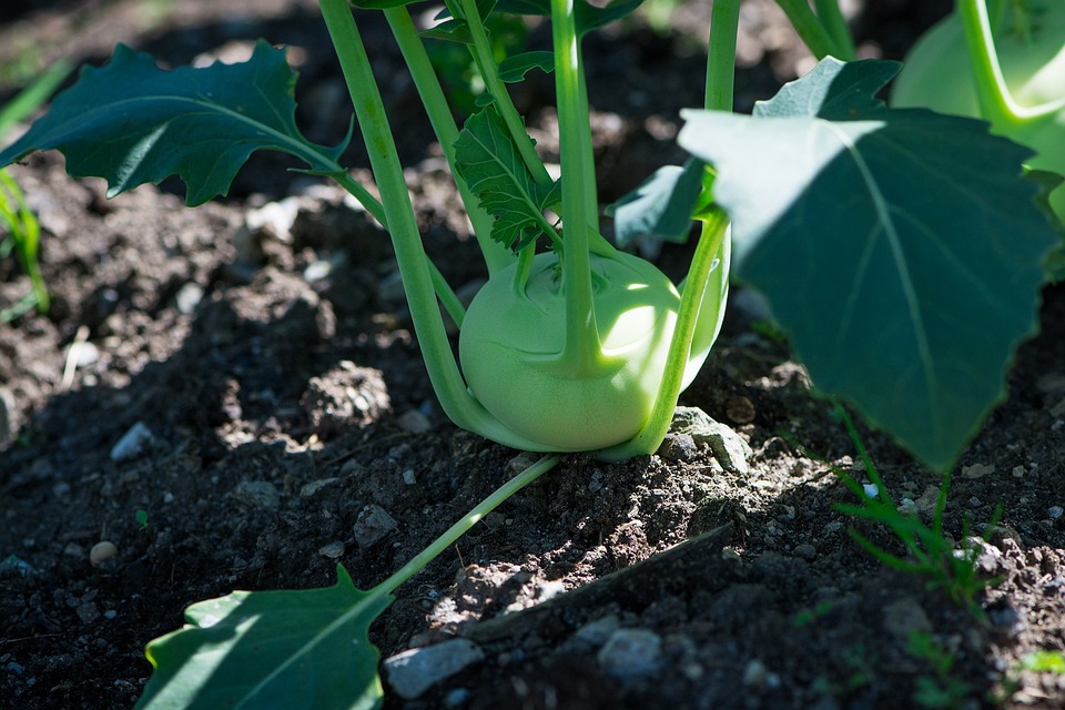 Growing Your Own Food: Edible Gardening Tips for Beginners
