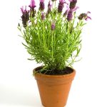 Unearthing Sustainable Practices: A Guide to Soil Care for the Future