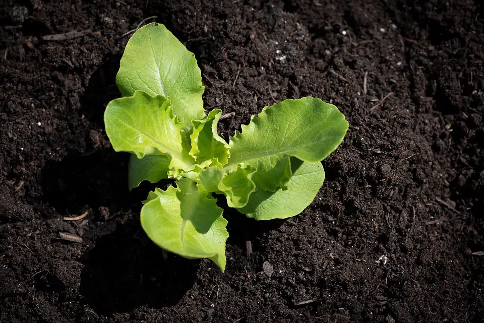 Healthy, Sustainable, and Delicious: The Advantages of Homegrown Vegetables