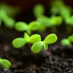 Digging Deep: The Science Behind Soil Care and its Environmental Benefits