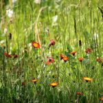 Eco-Friendly Lawn Care: How to Maintain a Beautiful Yard While Protecting the Environment