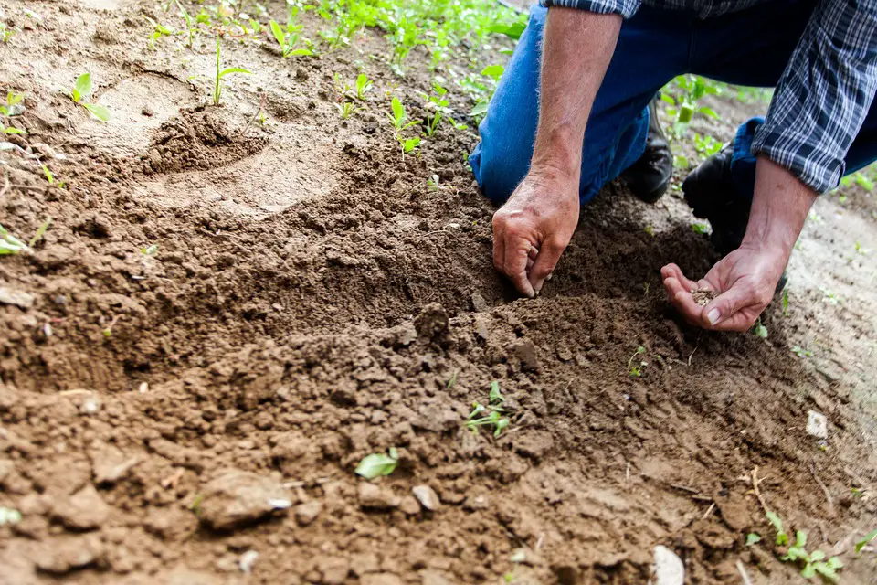 Preserving Our Agricultural Heritage: Soil Care Practices for Sustainable Farming