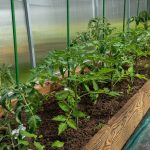 The Greenhouse Revolution: Growing Your Dream Garden in Any Season