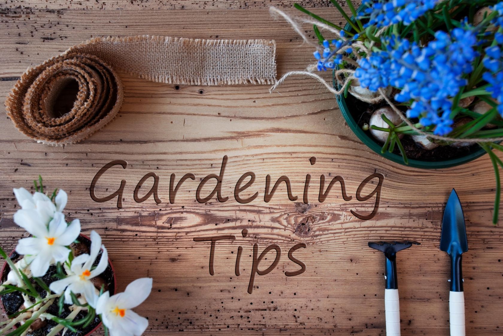 Gardening hacks for beginners – The Portugal News