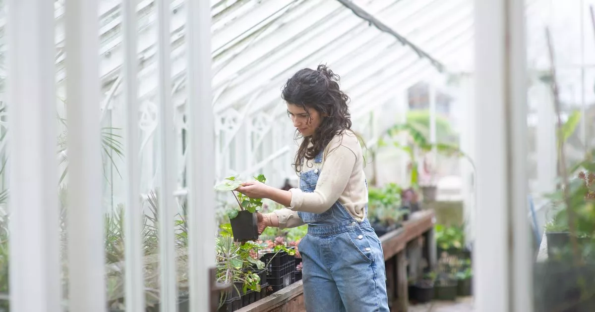 Four jobs you can do in greenhouse ahead of winter months
