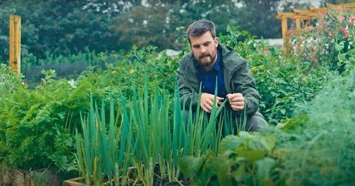 Gardeners can sow 14 plants in next three weeks to grow delicious winter veggies