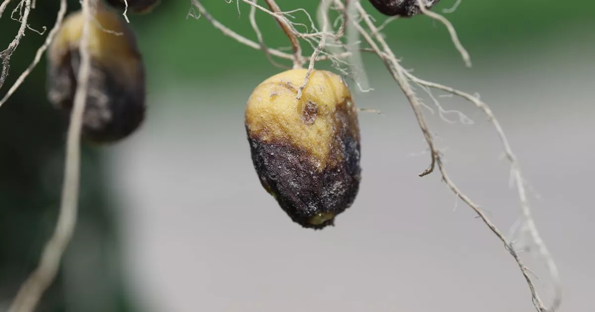 UK gardeners growing two vegetables urged to make vital check in August