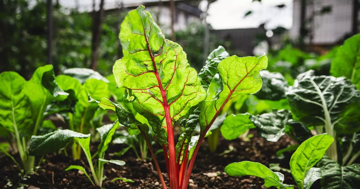 Plant one common vegetable in October for stronger growth and an ‘earlier’ harvest