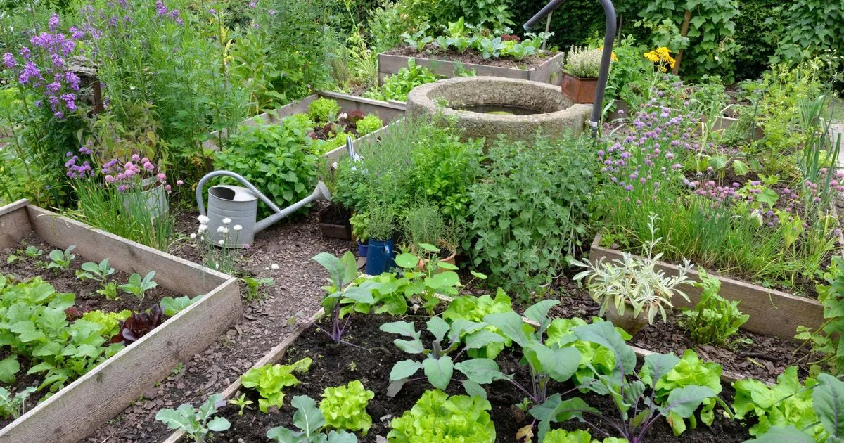 Fruits and vegetables you should be planting in your garden from June onwards