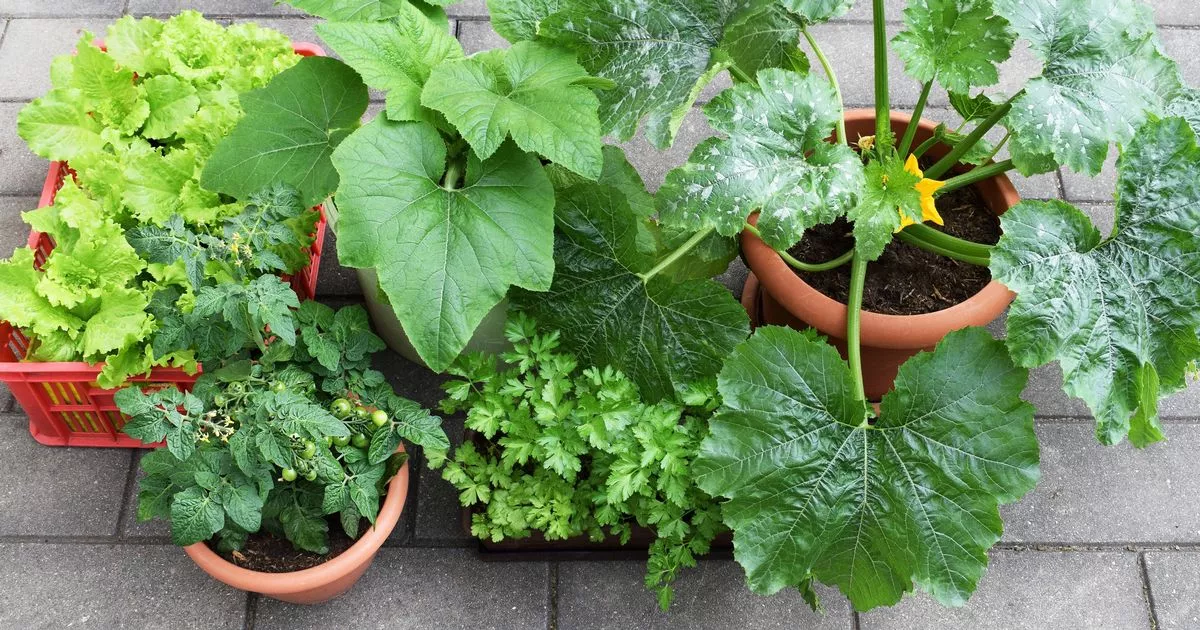 Easiest vegetables to grow in pots and planters now and harvest all summer