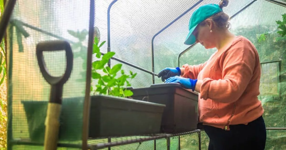 UK households with greenhouses warned to ’empty them’ before October