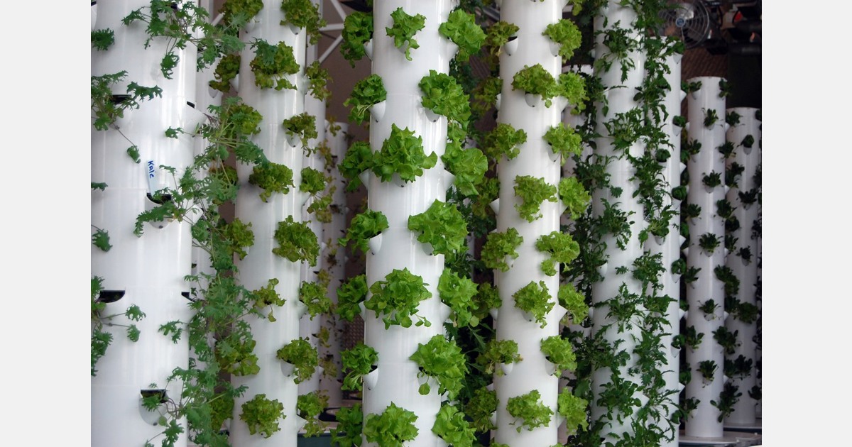 School uses tower system to introduce students to hydroponics