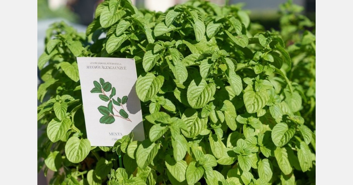 Four Seasons Buenos Aires adds hydroponic garden