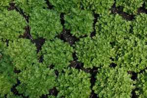 Navigating temperature and timing challenges in garden mum production