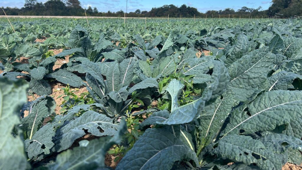 Why vegetables are making a return to Kent arable farm