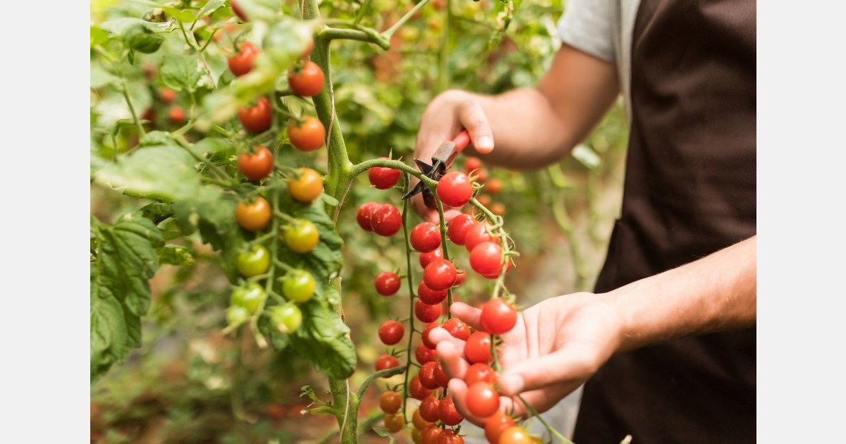 Growing confidence through greenhouse work