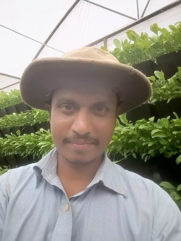 Techie combines hydroponics and organic farming to grow palak | Mangaluru News