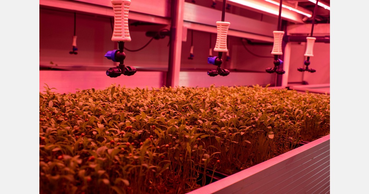 Deer Park High School wins $2,500 grant for hydroponics