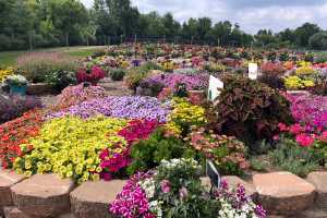 Featured Five 2025: Favorites from Mast Young Plants Trial Garden