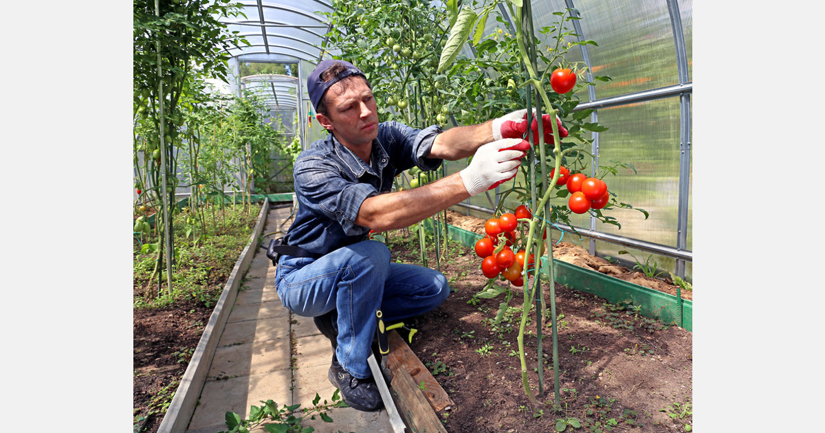 Hydroponics gardener shares money-saving hack for building vertical gardens