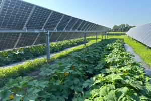 High voltage horticulture: Where veggies meet volts