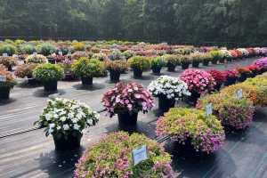 Featured Five 2025: Favorites from Pell Greenhouses