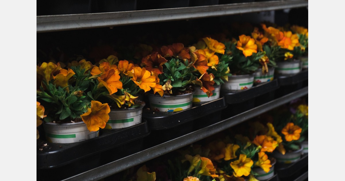 October brings steady sales for garden centers, but the picture masks pressure on profits