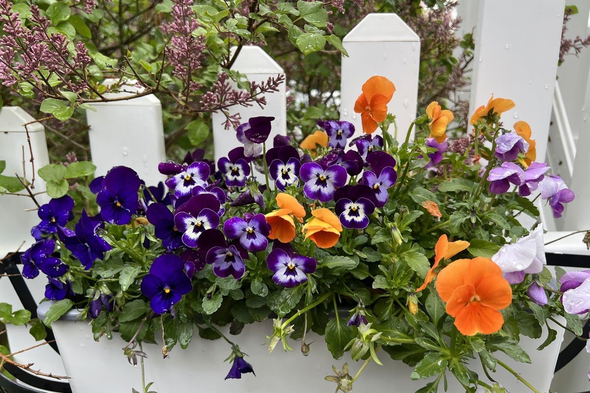 A healthy resolution for 2025? Start a garden. Tips for beginners