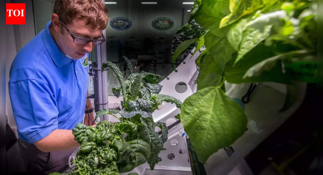 What was the first vegetable to ever grow in space |