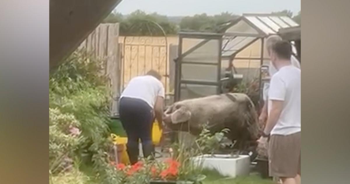 Linford couple discover ‘gigantic’ pig asleep in garden