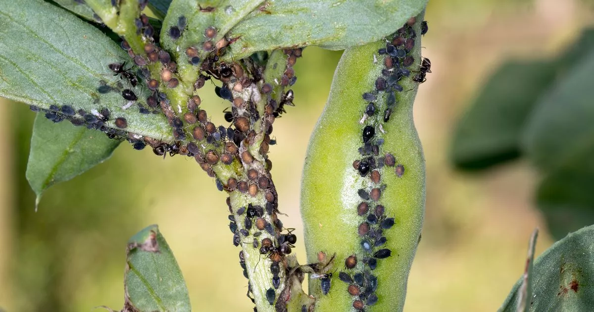 Anyone growing certain vegetables must do one thing to protect crop