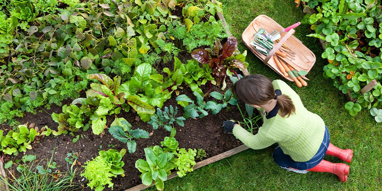 Top 5 easiest vegetables to grow for beginners