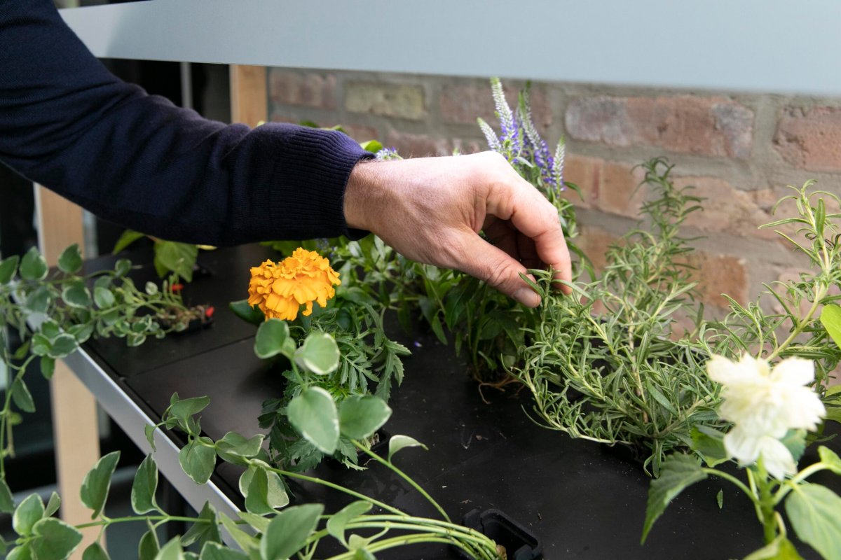 How sustainable are at-home hydroponic gardens?