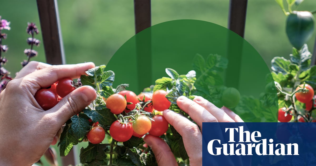 No backyard required: I tried growing vegetables on a 20th-floor balcony – here’s what I learned | Gardens