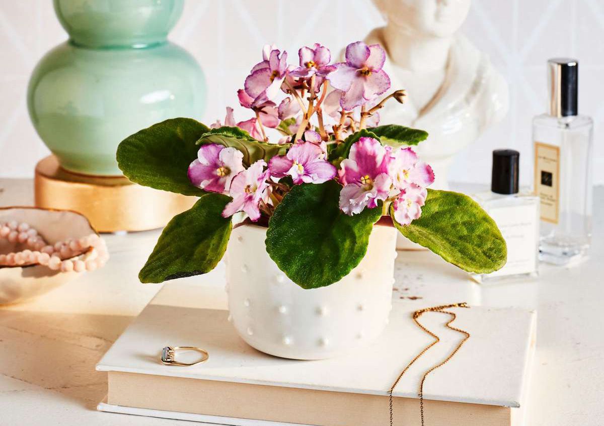 32 Easy Houseplants Perfect For Beginners