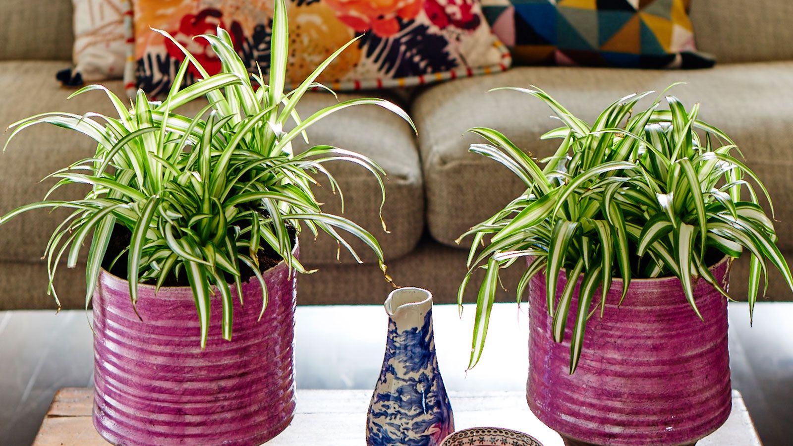 Can you grow spider plants in water? Experts reveal all