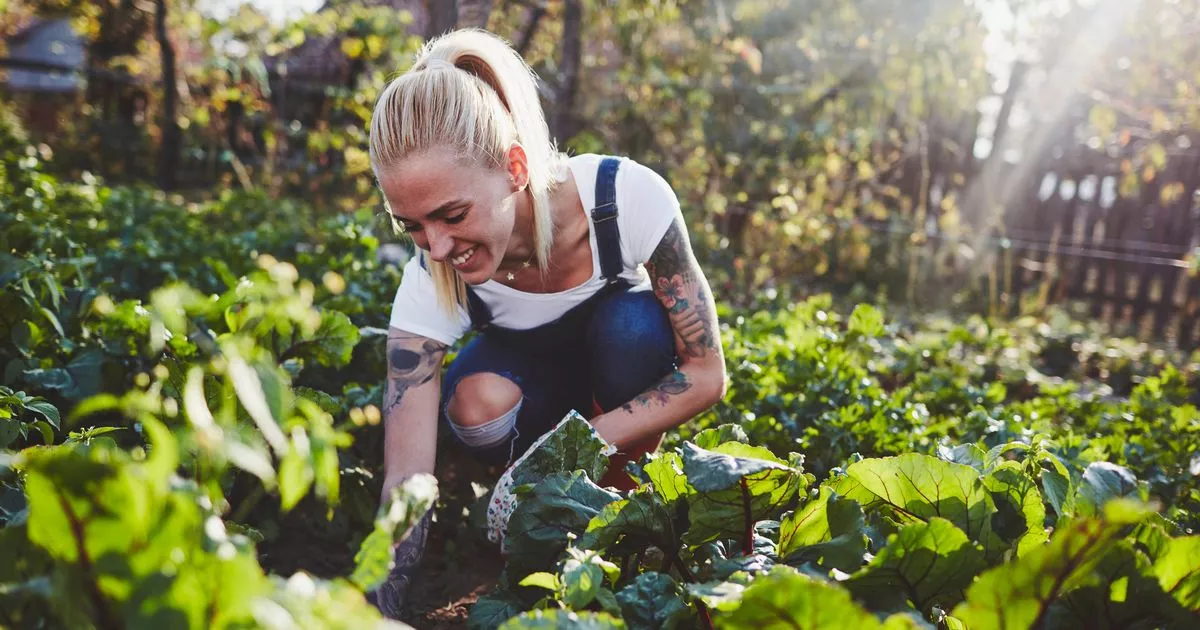 ‘I’m a gardener – there’s one mistake people make when growing vegetables’