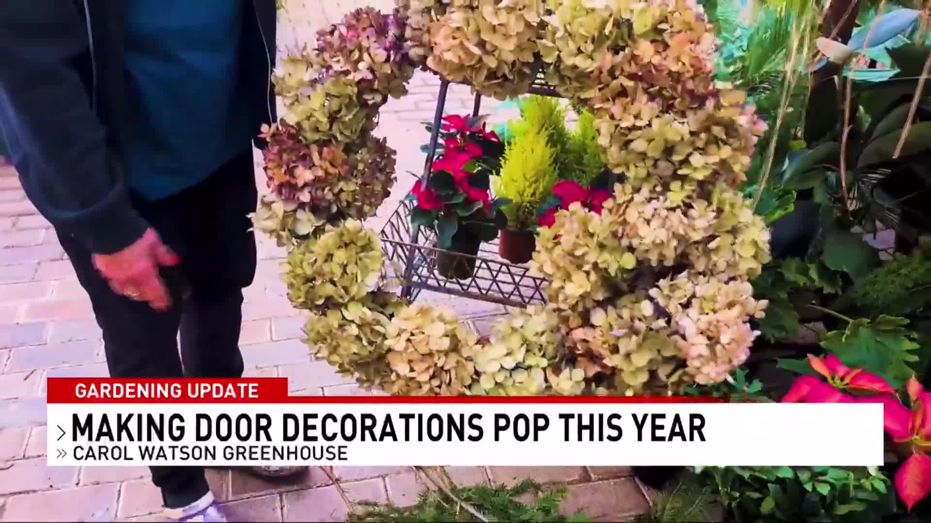 Ways to make holiday decorations pop with Carol Watson Greenhouse
