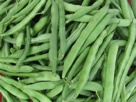 100+ Blue Lake Pole Bean Seeds for Planting Organic Heirloom Non GMO 1 Ounce of Seeds Garden Vegetable Bulk Survival