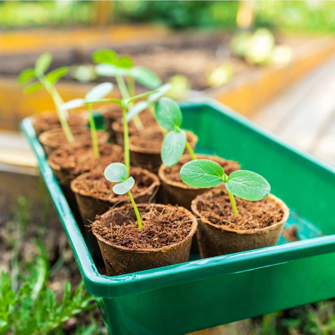 Your Greenhouse Seed Starting Checklist: Tips for Strong Sprouts